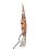 Kurt S. Adler 10-Light Bethlehem Capiz Star Multi-Tip Treetop 3
