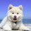 6 Targhette Identificative Per Collare 9