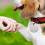6 Targhette Identificative Per Collare 7