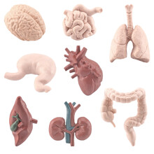8-delig anatomisch orgaanmodel educatief speelgoed