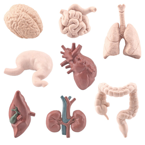 8-delig anatomisch orgaanmodel educatief speelgoed