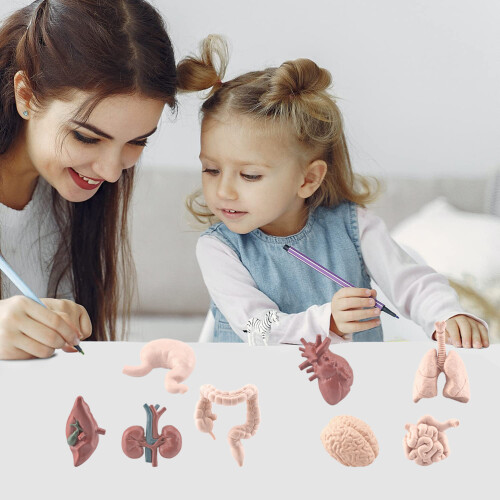 8-delig anatomisch orgaanmodel educatief speelgoed 2
