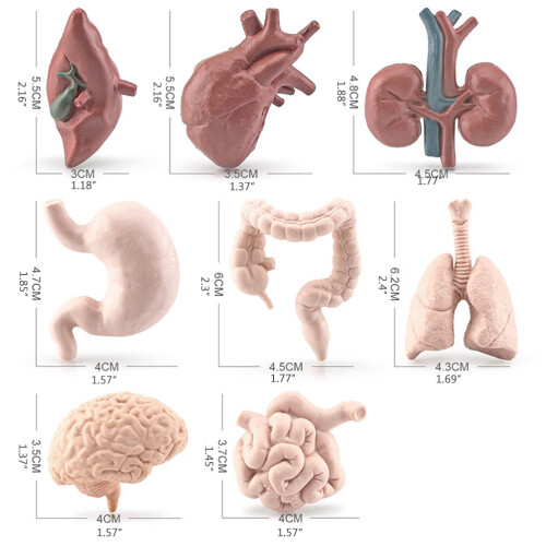8-delig anatomisch orgaanmodel educatief speelgoed 1
