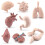 8-delig anatomisch orgaanmodel educatief speelgoed 5