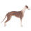Realistische Greyhound Puppy Model 3+ jaar 5