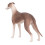 Realistische Greyhound Puppy Model 3+ jaar 2