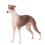 Realistische Greyhound Puppy Model 3+ jaar 3