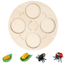 Insekten-Lebenszyklus-Kit mit Holztablett für Schule