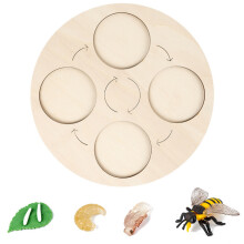 Insekten-Lebenszyklus-Kit mit Holztablett für Schule