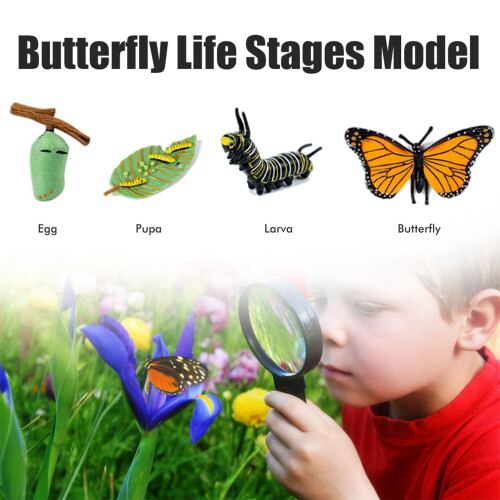Insecten levenscyclus kit met houten lade educatief 2