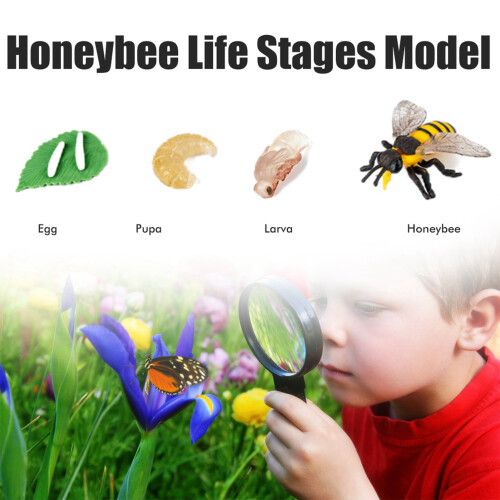 Insecten Levenscyclus Kit met Houten Lade Educatief 2