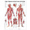 The Female Muscular System Anatomical Chart Other Book 1