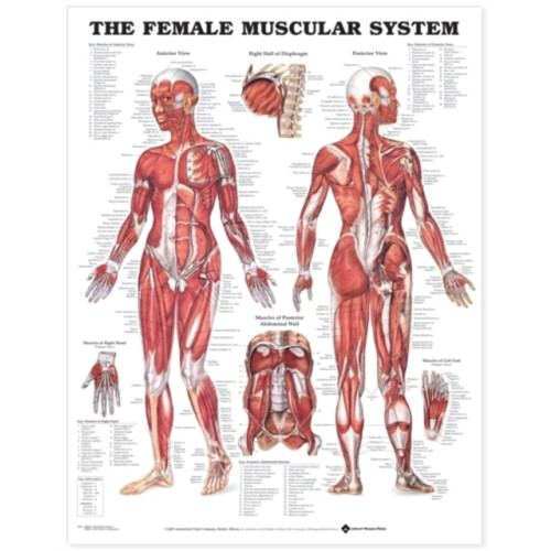 The Female Muscular System Anatomical Chart Other Book