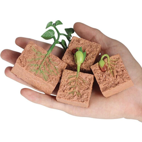 Groene boon plantengroei modelkit educatief