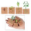Groene boon plantengroei modelkit educatief 2