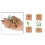 Groene boon plantengroei modelkit educatief 4
