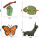 Realistic Animal Growth Cycle Model Toy 4