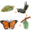 Realistic Animal Growth Cycle Model Toy 2