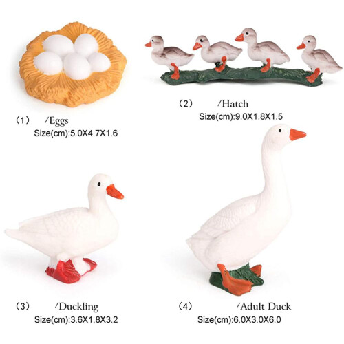 Realistic Animal Growth Cycle Model Toy 1