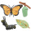 (#1) Butterfly Insect Model Educational Toy 3