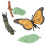 (#1) Butterfly Insect Model Educational Toy 2