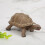Tiermodelle Elefant/Schildkröte, Lernspielzeug 2