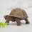 Tiermodelle Elefant/Schildkröte, Lernspielzeug 3