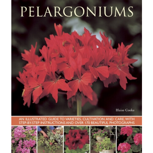 Pelargoniums by Blaise Cooke Paperback Book