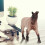 Solid Horse Figurine Plastic Animal Model Educational Toy 4