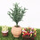 1:12 Mini Dollhouse Bonsai Garden Decor Accessory 3
