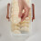 Clear Dumpling Storage Box With Manual-Qinghai Blue 3rd flo 7
