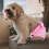 Pañal Sanitario Transpirable Para Cachorro Para Perro 9