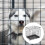 Ensemble Cage Pliable Pour Chat En De 10