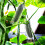 4 Gurkodansformar Fruktformsformar 9