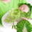 One Set Baby Sleep Blanket Newborn Cabbage Design 4