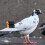 2St Professionele Pigeon Fluitjes Draagbaar Trainingsaccessoire ABS 8