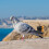 2St Professionele Pigeon Fluitjes Draagbaar Trainingsaccessoire ABS 9