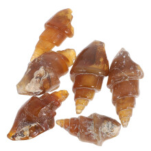 6 Stuks Agaat Slak Conch Specimen Voor Educatie En Verzamelen