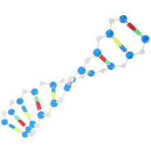 Dna Doppia Per Studenti Strumento Didattico Educativo