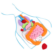 Conjunto De Vísceras 3D Com E Órgãos Para Educação
