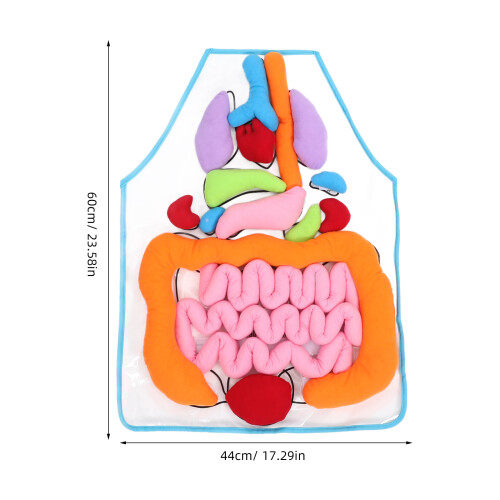 Conjunto De Vísceras 3D Com E Órgãos Para Educação 2