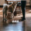 6 Unidades Soporte Pared Para Perros Con Clip 5