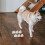 6 Unidades Soporte Pared Para Perro Con Clip 3