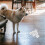 6 Unidades Soporte Pared Para Perro Con Clip 4