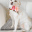 De Hiver Pour Animaux Coussin Chat 7