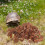 De Litière Pour Reptile En De , Décoration Terrarium 9