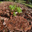 De Litière Pour Reptile En De , Décoration Terrarium 11