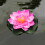 5 Unidades Flor Artificial Eva 10 Cm 5