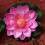 5 Unidades Flor Artificial Eva 10 Cm 6
