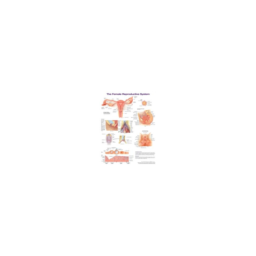 The Female Reproductive System Anatomical Chart by Anatomical Chart Co ...